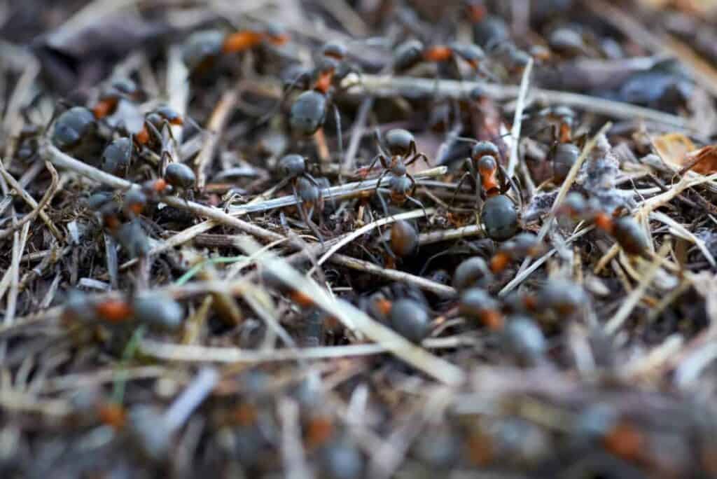 does soapy water kill ants, ant hill with many ants