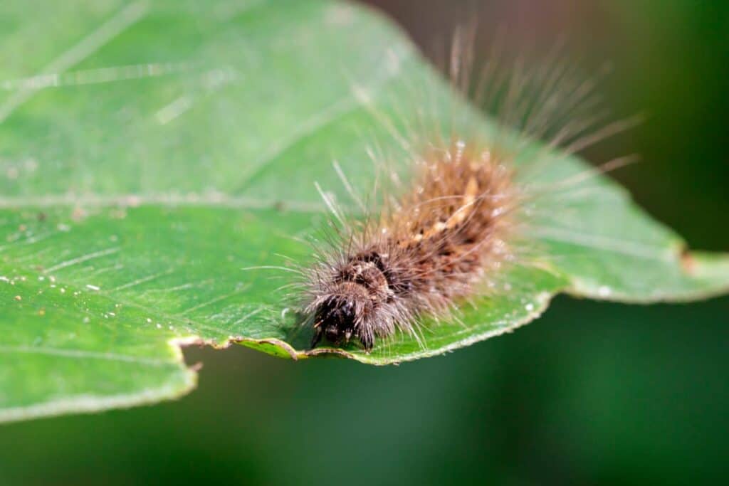does soapy water kill caterpillars, hairy caterpillar on leaf