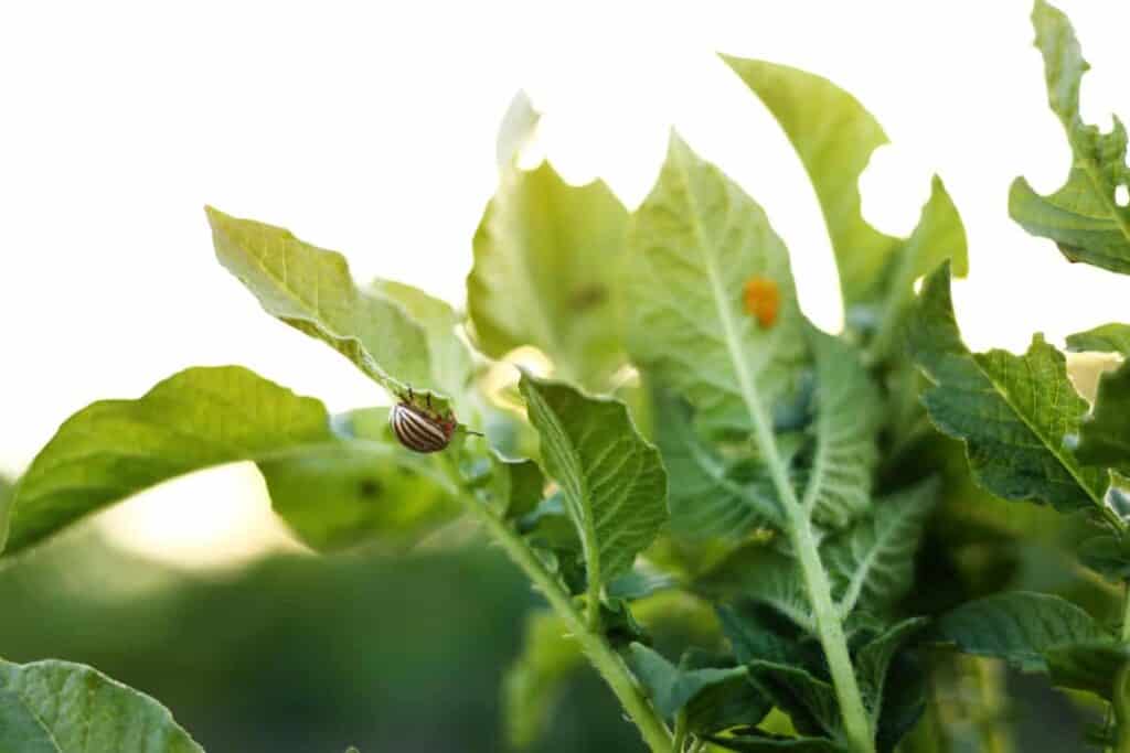 does soapy water kill plants, colorado potato beetle on plant