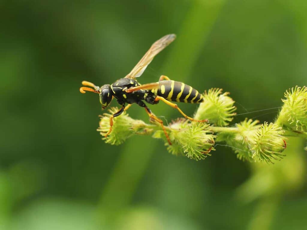 does soapy water kill wasps, close up of wasp on plant