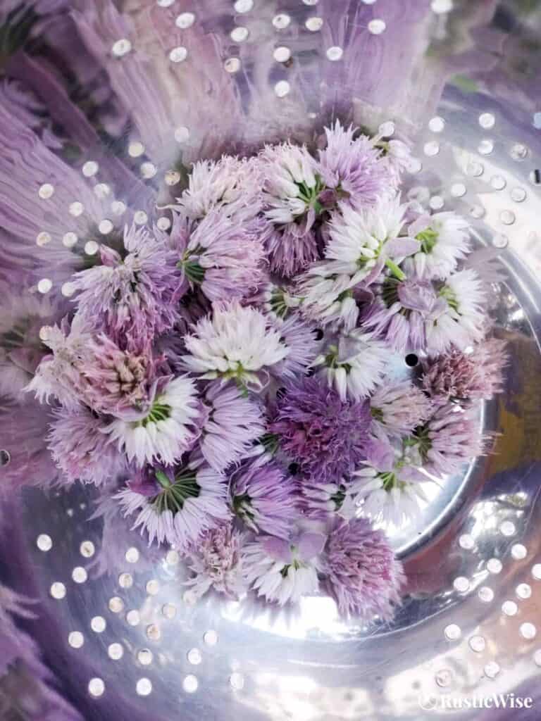 RusticWise, chive blossom vinegar recipe, chives in colander