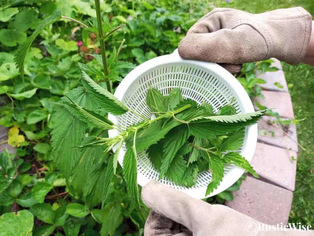 RusticWise, how to make nettle tea, harvesting leaves