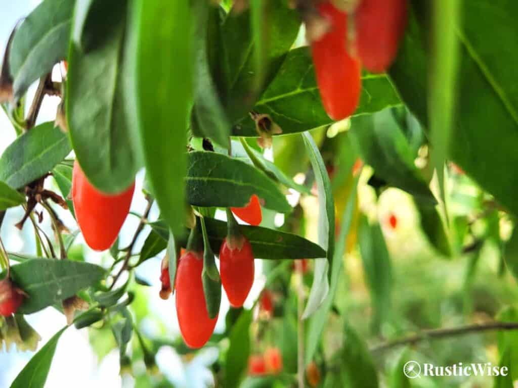 RusticWise, how to grow goji berries from cuttings, goji plant with berries