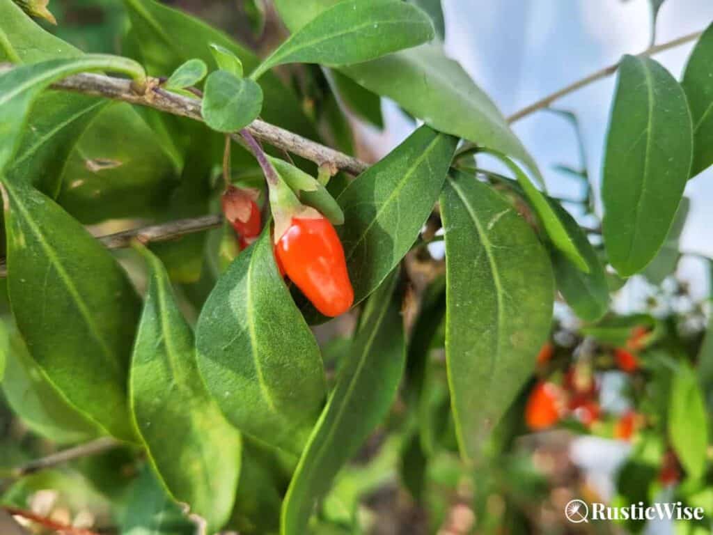 RusticWise, how to use goji berries, single goji berry on plant