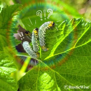 sawfly larvae on leaf, feature image