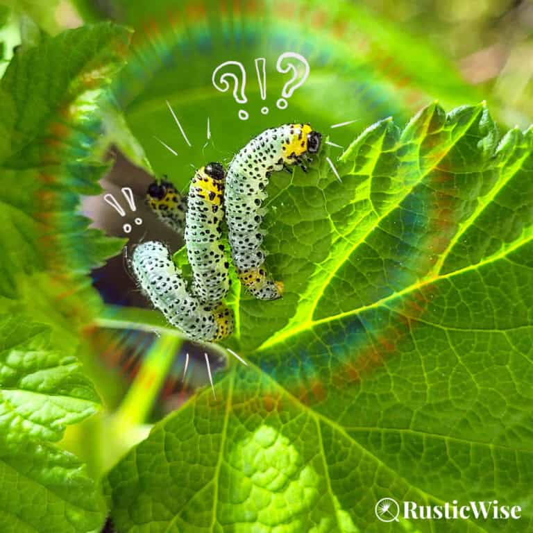 sawfly larvae on leaf, feature image