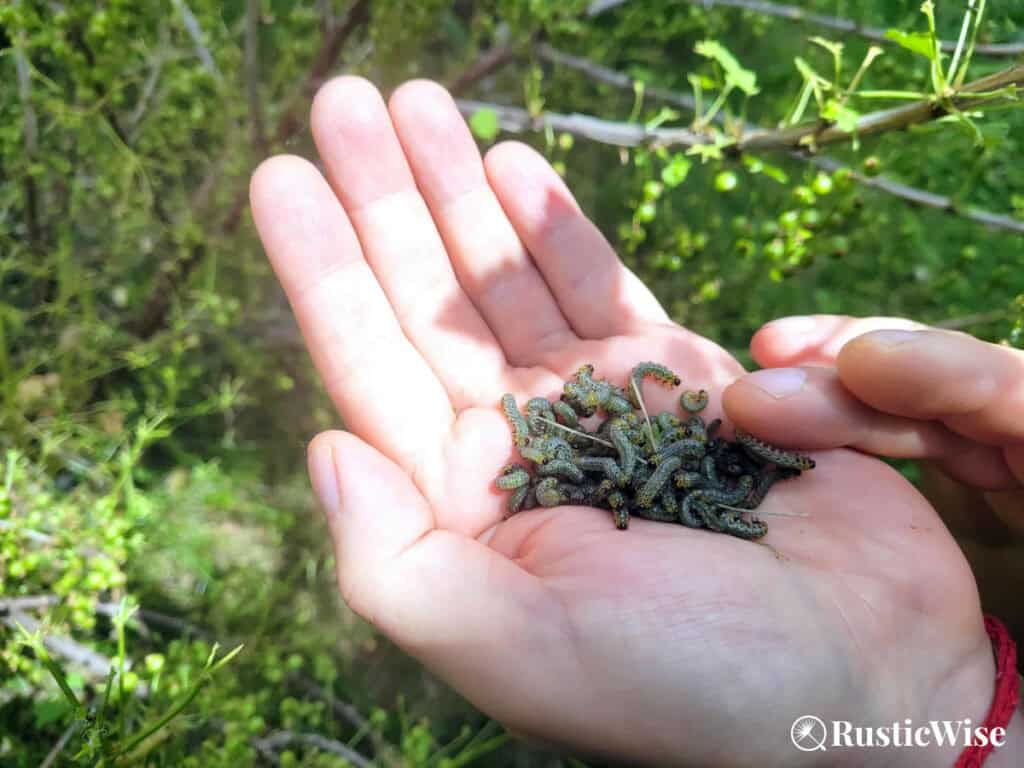 RusticWise, sawfly larvae, larvae on hand