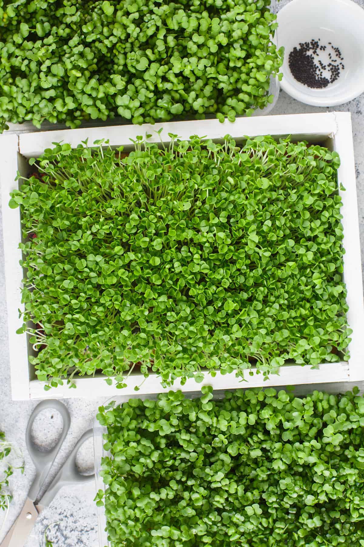 most profitable microgreens, microgreens grow trays