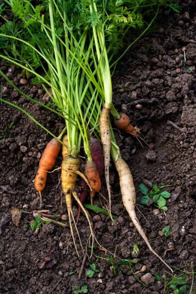 what herbs and vegetables should not be planted together, carrots