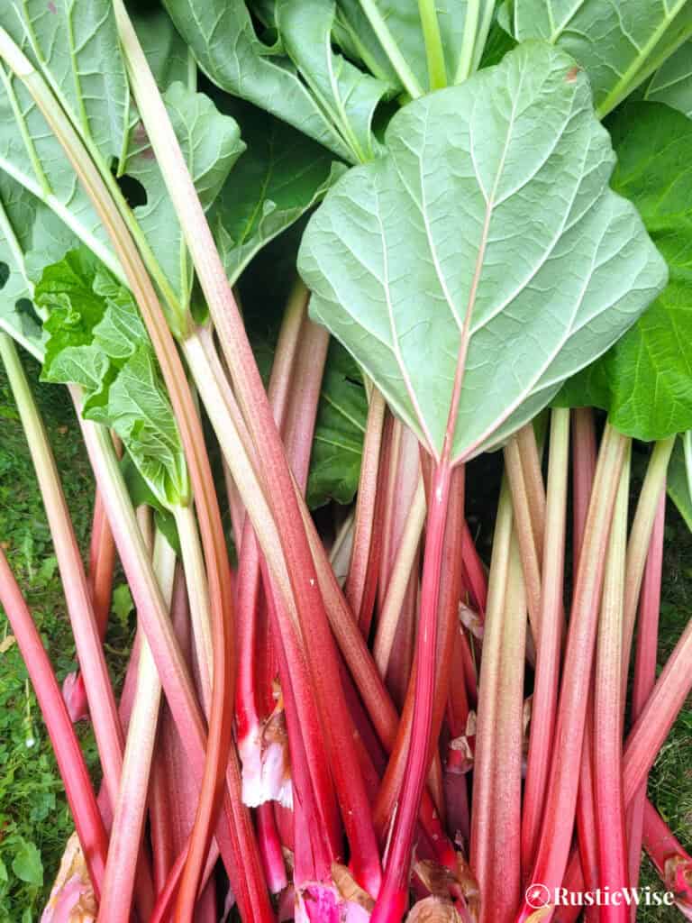 RusticWise, harvesting rhubarb, leaf stalks