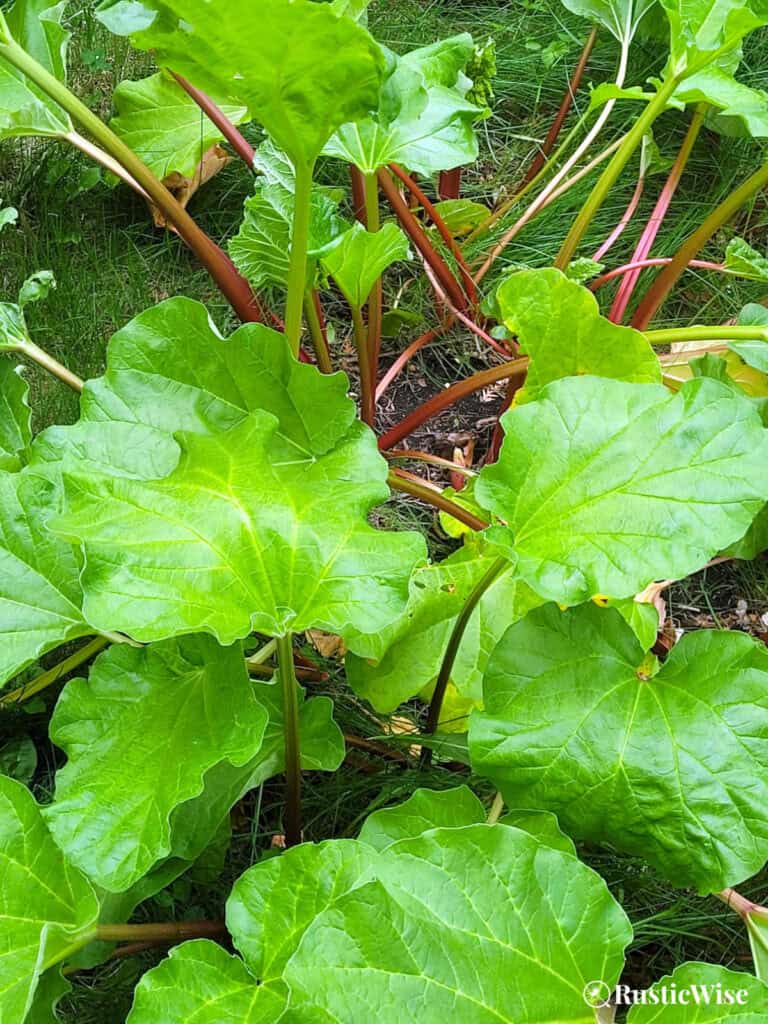 RusticWise harvesting rhubarb leaves