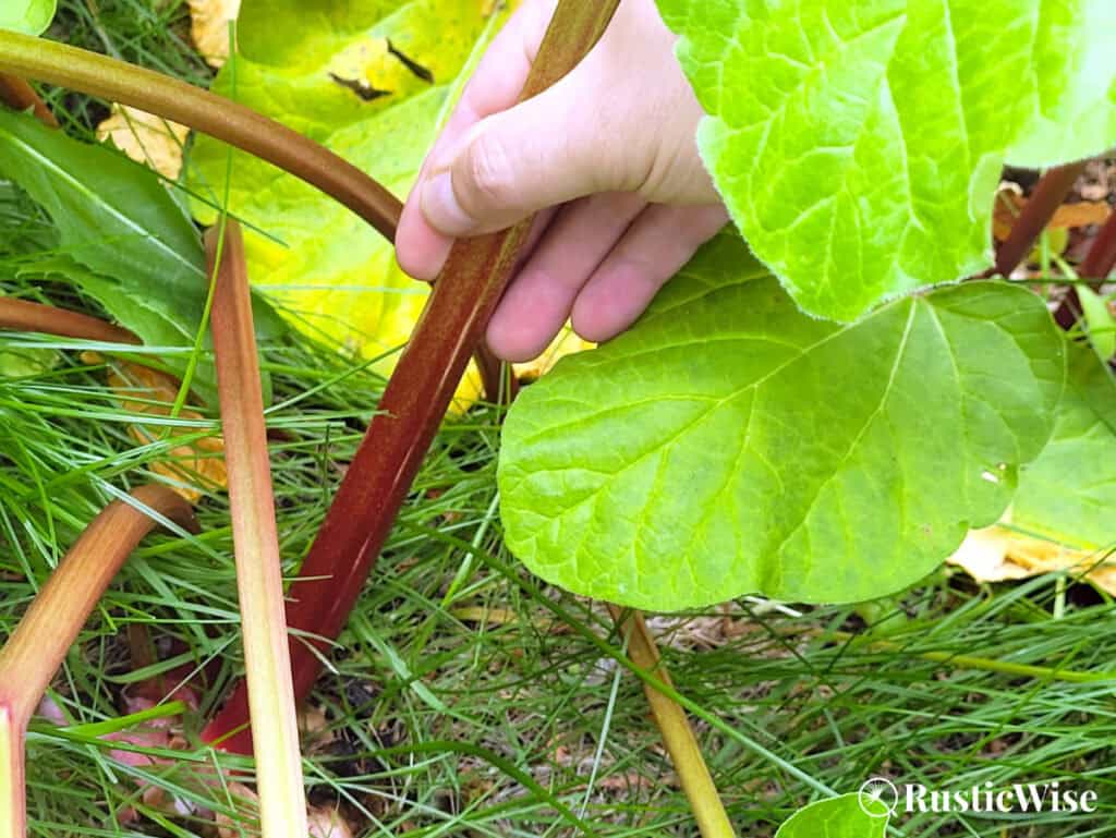RusticWise, harvesting rhubarb, twist the stalks