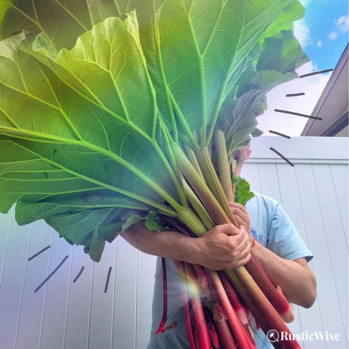 RusticWise, harvesting rhubarb, armful of rhubarb